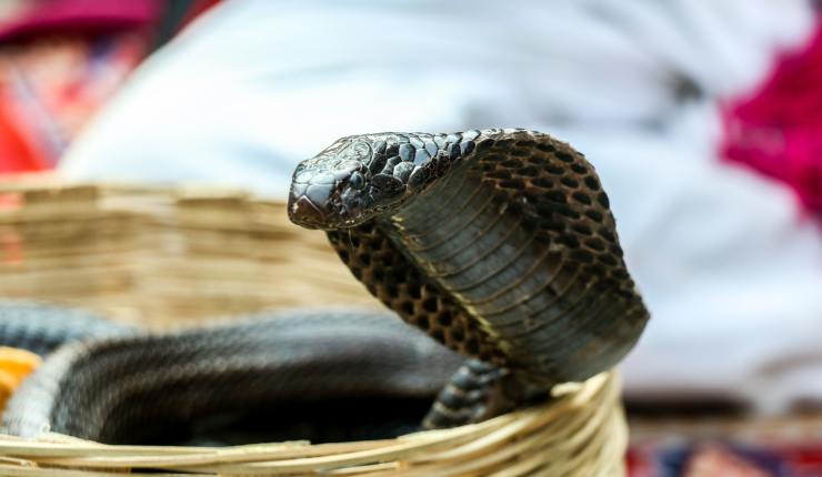 What’s in a&nbsp;Name?