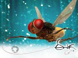 E – Eega (Movie Review)